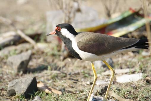 Free Stock Photo of Red wattled lapwing