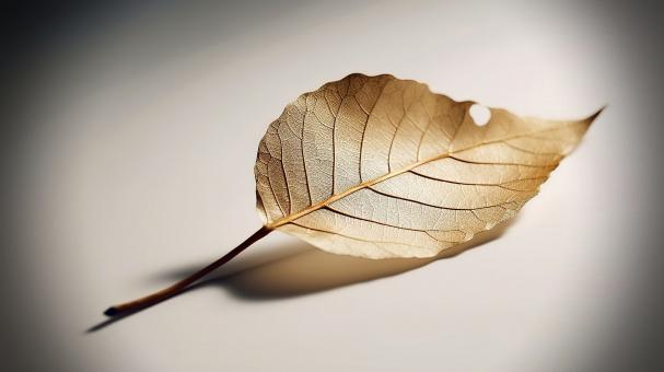 Free Stock Photo of Silvery Gleams