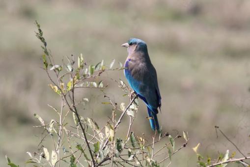 Free Stock Photo of Indian roller