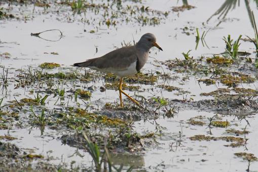 Free Stock Photo of White tail lapwing
