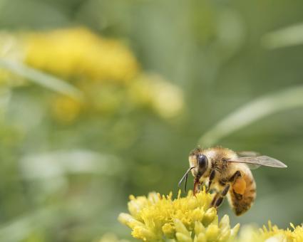 Free Stock Photo of Honey bee collecting nectar