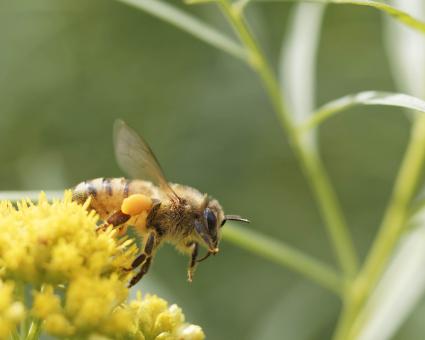 Free Stock Photo of Honey Bee