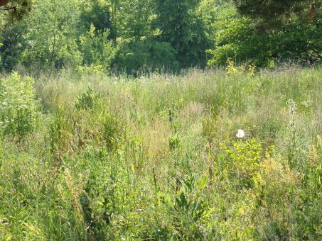 Free Stock Photo of Greenery Landscape