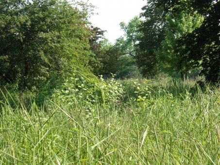 Free Stock Photo of Green Foilage