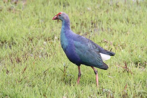 Free Stock Photo of Purple Swamp hen