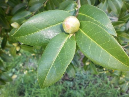 Free Stock Photo of Green plant