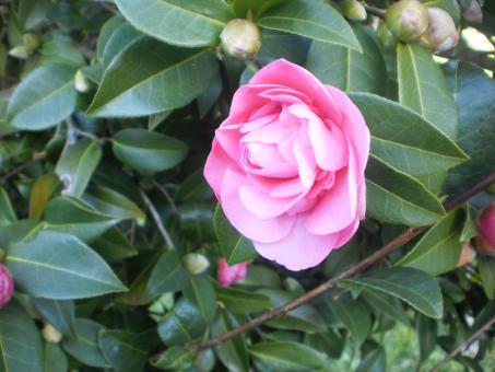 Free Stock Photo of Red Camilia on branch. Camellia flower with red and pink petals, green