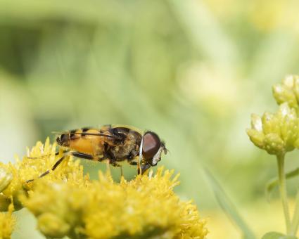 Free Stock Photo of Hover fly