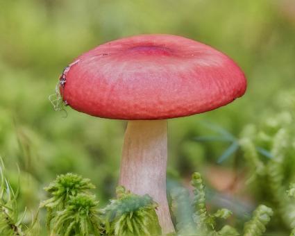 Free Stock Photo of Red mushroom