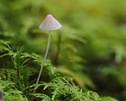 Free Stock Photo of Mycena mushroom