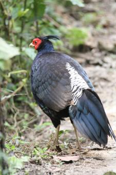 Free Stock Photo of Khalij Pheasant