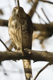 Free Stock Photo of Shikra