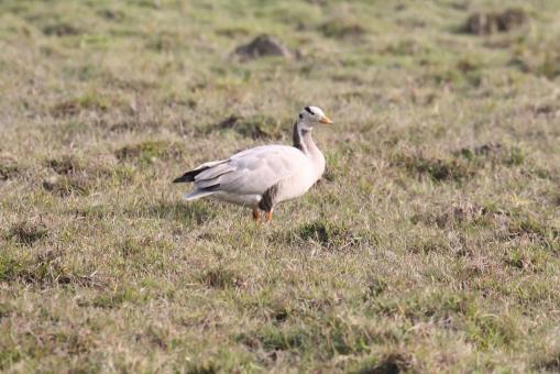 Free Stock Photo of Bar headed goose