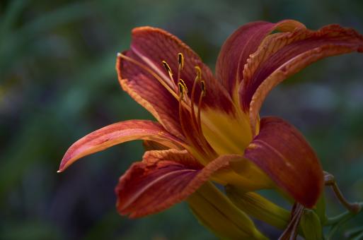 Free Stock Photo of Wild flower