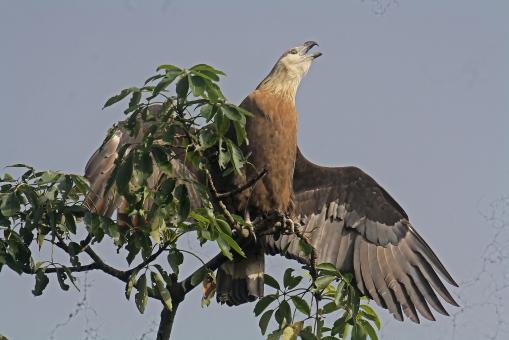 Free Stock Photo of Pallasis fish eagle
