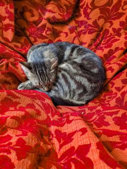 Free Stock Photo of Cute sleeping cat in a cat cafe