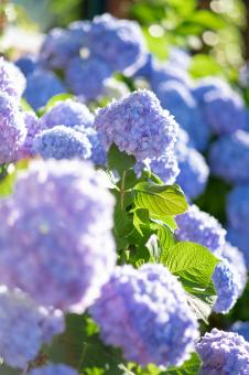Free Stock Photo of Wild flowers