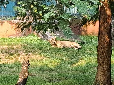 Free Stock Photo of lion sitting at the zoo
