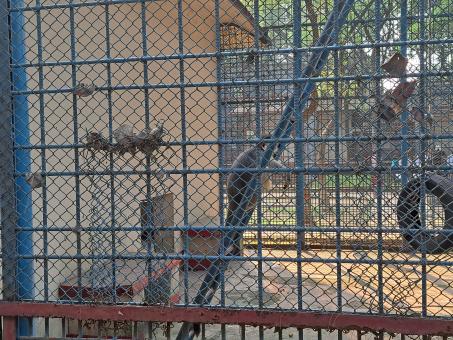 Free Stock Photo of monkey in the cage at the zoo