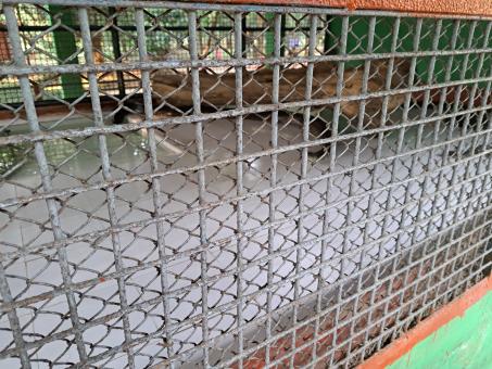 Free Stock Photo of snake cage in the zoo outdoor