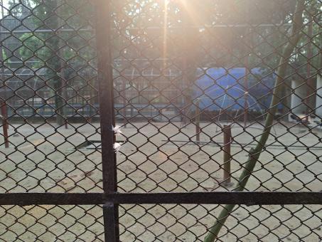 Free Stock Photo of some birds in this cage the the corner