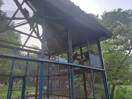 Free Stock Photo of the monkeys in the zoo