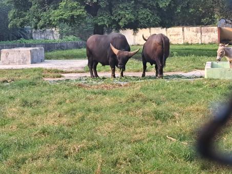 Free Stock Photo of two cows in the zoo