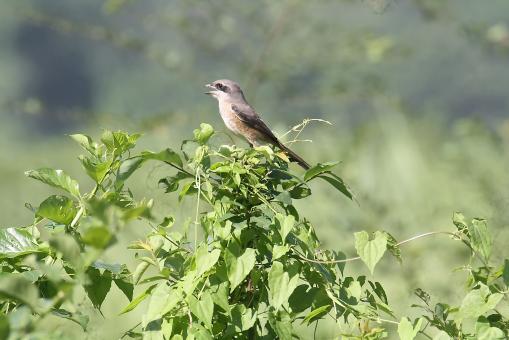 Free Stock Photo of Red tailed shrike
