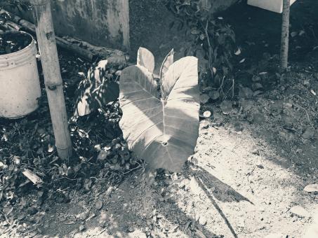 Free Stock Photo of the iron plant outside outdoor