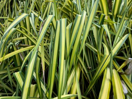 Free Stock Photo of Tall grass