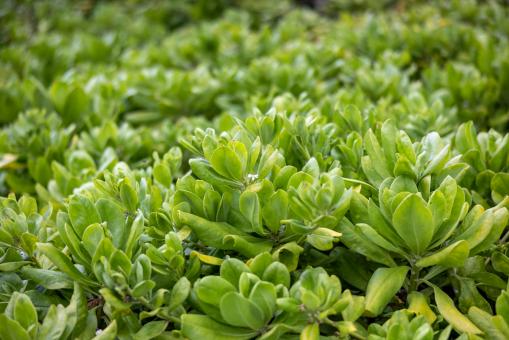 Free Stock Photo of Succulents