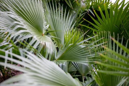 Free Stock Photo of Palm leaves