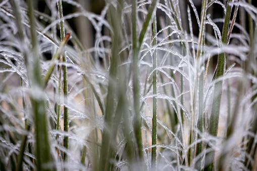 Free Stock Photo of Frosty grass