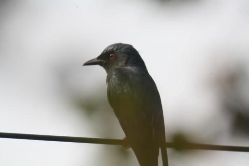 Free Stock Photo of Black Drongo