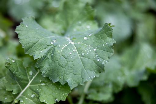 Free Stock Photo of Fresh kale