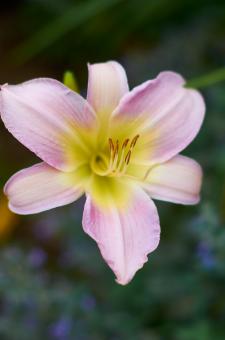 Free Stock Photo of Wild flower
