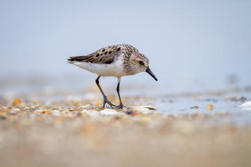 Free Stock Photo of Sandpiper