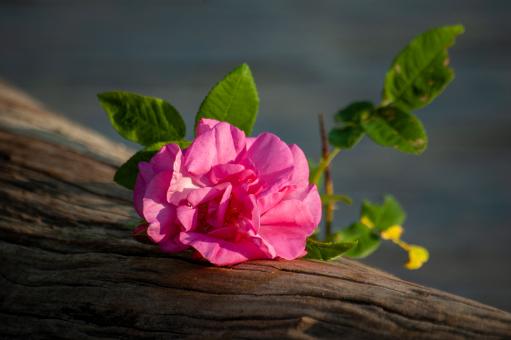 Free Stock Photo of Pink flower