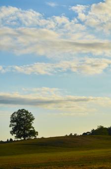 Free Stock Photo of Lone tree