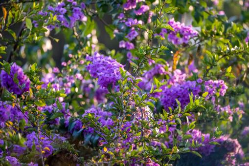 Free Stock Photo of Purple flowers