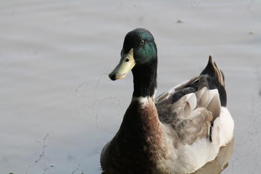 Free Stock Photo of Mallard