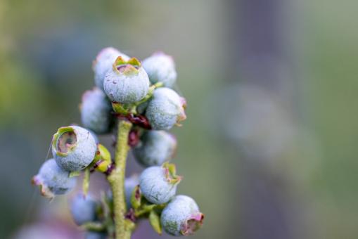 Free Stock Photo of Wild blueberries