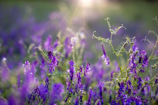 Free Stock Photo of Purple flowers
