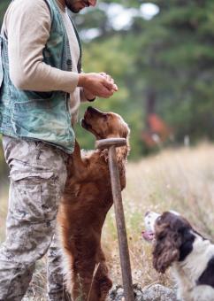 Free Stock Photo of Hunting dogs