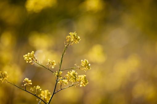 Free Stock Photo of Yellow wildflowers