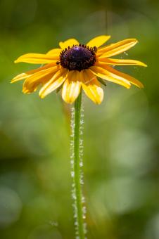 Free Stock Photo of Daisy