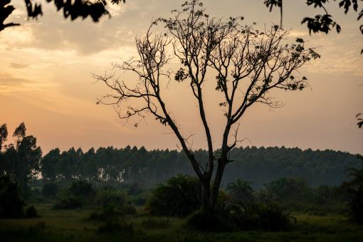 Free Stock Photo of Tree at sunset