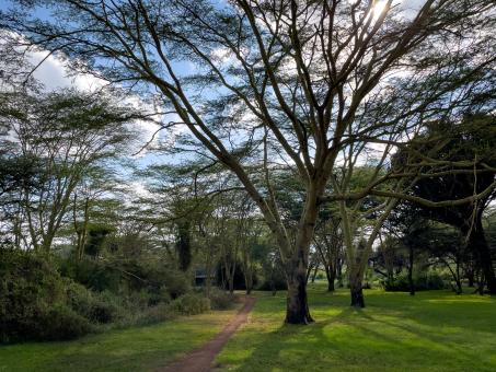 Free Stock Photo of Lush trees