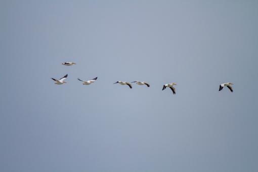 Free Stock Photo of Birds in sky