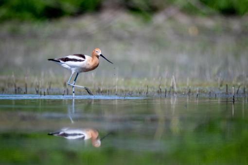 Free Stock Photo of Bird in marsh